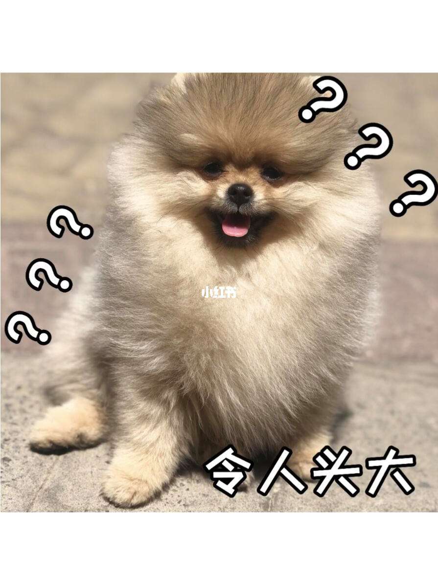 动物演唱版小苹果(小苹果动画版歌曲全场)-第6张图片-有道翻译官网